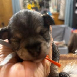 Sidney - Salt and pepper male Miniature Schnauzer puppy in Comanche, Texas from Circle R