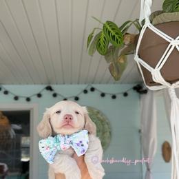 Snow Pea - Cream female Dachshund puppy in Summerfield, Florida from Dachshundly Perfect