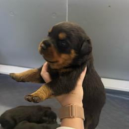 Slim Shady - Black and tan male Rottweiler puppy in Mcminnville, Oregon from JHB Rottweilers
