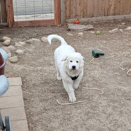 Great Pyrenees Puppies from Bobby Horton