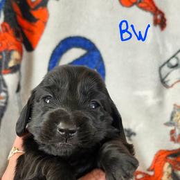 The Black Widow - Black female Dachshund puppy in Watertown, New York from Valley Springs Daschunds