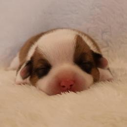 Canoodle - Sable male Pembroke Welsh Corgi puppy in Arcanum, Ohio from Weissway Corgis