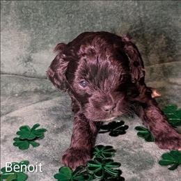 Benoit - Black and white male Cockapoo puppy in Sunset, Louisiana from Cano Cockapoos
