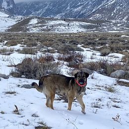 Marge - Anatolian Shepherd Dog