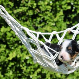 Violet - Tri-color female Bernedoodle puppy in Lowry City, Missouri from Cooper Creek Puppies