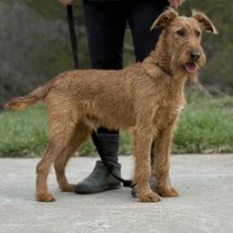 Irish Terrier and Scottish Terrier Puppies from Avonlea Terriers