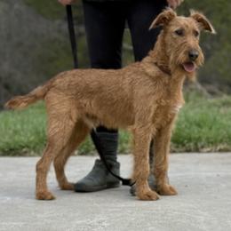 Irish Terrier and Scottish Terrier Puppies from Avonlea Terriers