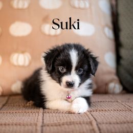 Suki - Black tri female Miniature American Shepherd puppy in Puyallup, Washington from TRAILS END Minis