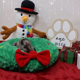 Cookie - Blue merle male Pomeranian puppy in Concord, California from Eelan’s Poms