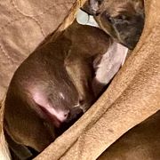Azawakh Puppies from Azawakh Ayur-es-Sahel
