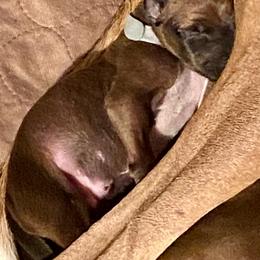 Azawakh Puppies from Azawakh Ayur-es-Sahel