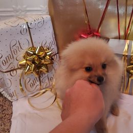 "Female : Cadbury 16 Dec 2023" Pomeranian Puppies from Fancy Paws Pomeranian