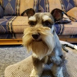 Rico  - Miniature Schnauzer