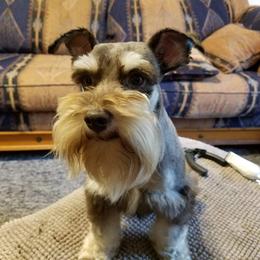 Rico  - Miniature Schnauzer