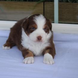 Chicago - Red tri-color male Australian Shepherd puppy in Circleville, Utah from Canyon Creek Aussies