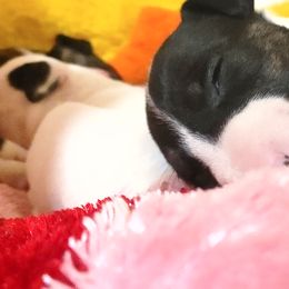 Bull Terrier Puppies from Rockbuster Bull Terriers