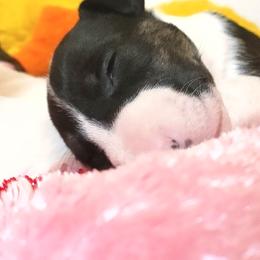 Bull Terrier Puppies from Rockbuster Bull Terriers