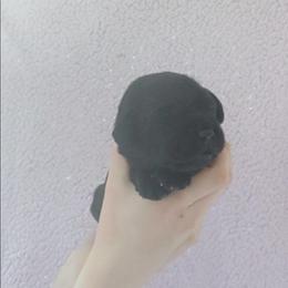 Soda - Black female Labrador Retriever puppy in Prince George, Virginia from Kingdom Kenelz Labradors