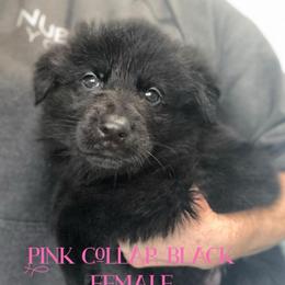 Pink collar - Black female German Shepherd puppy in Canterbury, Connecticut from Nachtwaechter German Shepherds, LLC