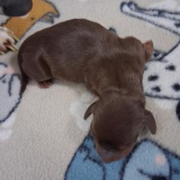Boy 2 - Chocolate and tan male Dachshund puppy in Claremont, North Carolina from The Mini Farmhouse