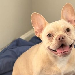 French Bulldogs and Yorkshire Terriers from Twinkle Paws Frenchies and Yorkies