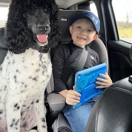 Bernedoodle, Goldendoodle, and Poodle All Grown Up from Good Dog Doodles
