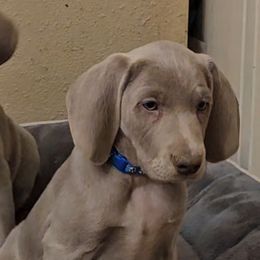 German Shorthaired Pointer and Weimaraner Puppies from Lazy Hearts Kennel