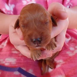 Purple - Dark golden female Golden Retriever puppy in Lanesboro, Minnesota from Eagle Ridge Golden Retrievers