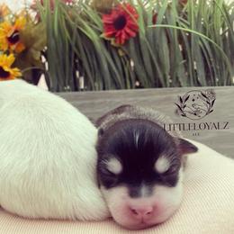 Pomsky Puppies from LittleLoyalzLLC