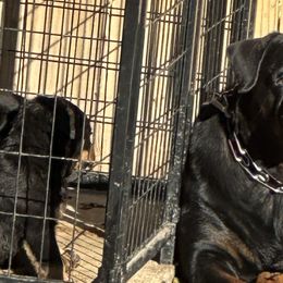 Rottweilers from Woods AKC Rottweiler