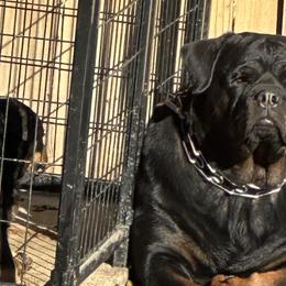 Rottweilers from Woods AKC Rottweiler