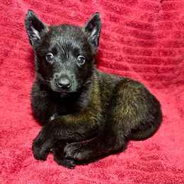Green - Black sable male Belgian Malinois puppy in Klamath Falls, Oregon from Stellar Malinois