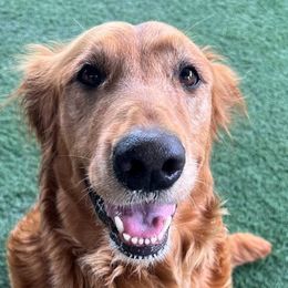 Journey - Golden Retriever