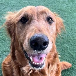 Journey - Golden Retriever