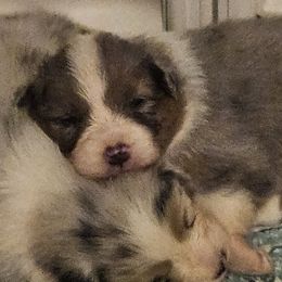 Australian Shepherds from Folklore Australian Shepherds