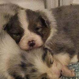 Australian Shepherds from Folklore Australian Shepherds