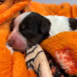 Faith - Liver female Miniature Schnauzer puppy in Hemet, California from Journee Home Mini Schnauzers