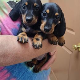 Black and tan smooth hair male - Black and tan male Dachshund puppy in Belle Rive, Illinois from Akin's Miniature Dachshunds, LLC