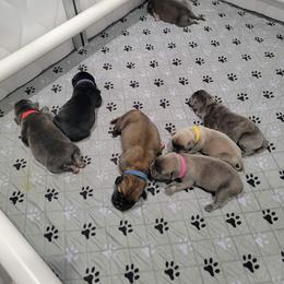 Green collar male - Gray brindle male Cane Corso puppy in Westerville, Ohio from Elite Empire Cane Corso