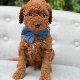 Jagger - Red  male Goldendoodle puppy in Queen Creek, Arizona from Goldendoodle AZ