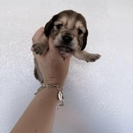 Brownie - Cream male Dachshund puppy in Fort Worth, Texas from The Holloway Dachshunds