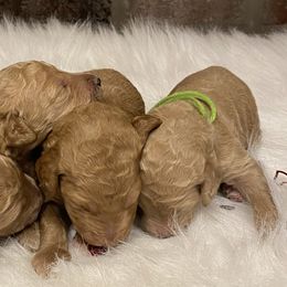 Cavapoos, Goldendoodles, and Poodles from Pearls & Curls doodles & poodles