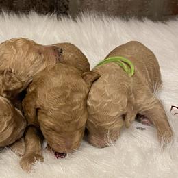 Cavapoos, Goldendoodles, and Poodles from Pearls & Curls doodles & poodles