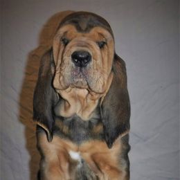 Bloodhound Puppies from Sleepy Hollow Hounds