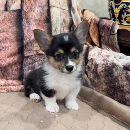 Boy one - Black and tan male Pembroke Welsh Corgi puppy in Visalia, California from VIP Stables