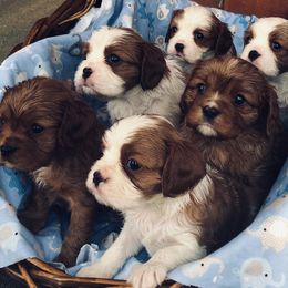 Cavalier King Charles Spaniel Puppies from Lockwood Cavaliers