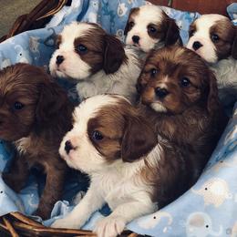 Cavalier King Charles Spaniel Puppies from Lockwood Cavaliers