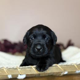 Forest - Black female Labrador Retriever puppy in Rocky Top, Tennessee from Rocky Top Retrievers