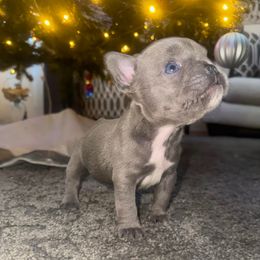 Mousey - Blue male French Bulldog puppy in West Hempstead, New York from Long Island Frenchie