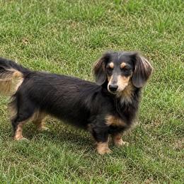 Daphne - Dachshund